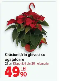 Carrefour Crăciuniţă în ghiveci cu agăţătoare Ofertă