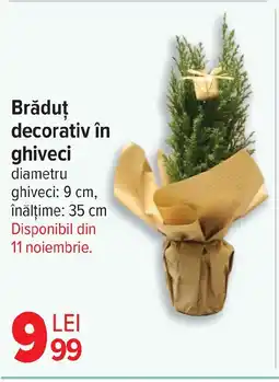 Carrefour Brăduț decorativ în ghiveci Ofertă
