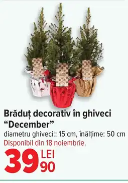 Carrefour Brăduț decorativ în ghiveci "December❞ Ofertă