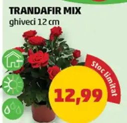 Penny Trandafir mix Ofertă