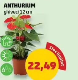 Penny Anthurium ghiveci 12 cm Ofertă