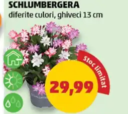 Penny Schlumbergera Ofertă