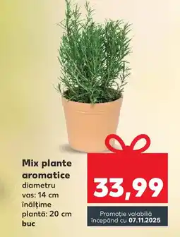 Kaufland Mix plante aromatice Ofertă