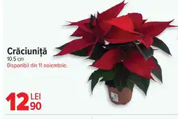 Carrefour Crăciuniţă Ofertă
