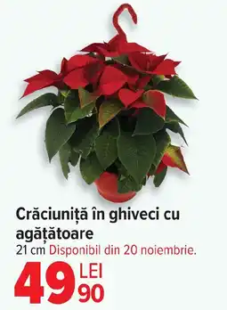 Carrefour Crăciuniţă în ghiveci cu agăţătoare Ofertă