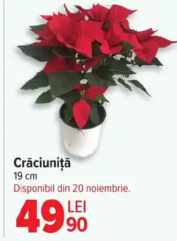 Carrefour Crăciuniţă Ofertă