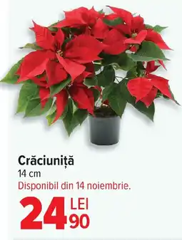 Carrefour Crăciuniţă Ofertă