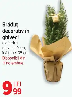 Carrefour Brăduț decorativ în ghiveci Ofertă