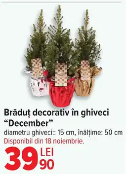 Carrefour Brăduț decorativ în ghiveci "December❞ Ofertă