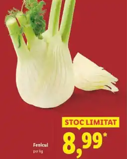 Lidl Fenicul Ofertă