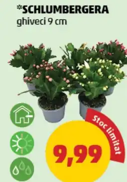 Penny Schlumbergera Ofertă