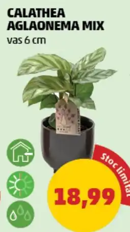 Penny Calathea aglaonema mix Ofertă
