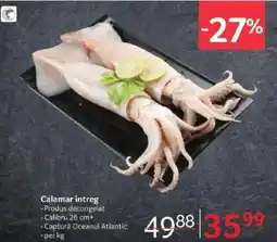 Selgros Calamar întreg Ofertă