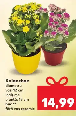 Kaufland Kalanchoe Ofertă