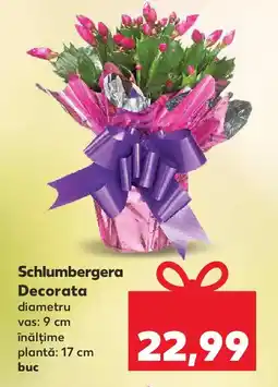 Kaufland Schlumbergera Decorata Ofertă