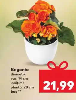 Kaufland Begonia Ofertă