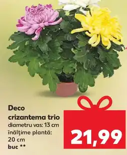 Kaufland Deco crizantema trio Ofertă