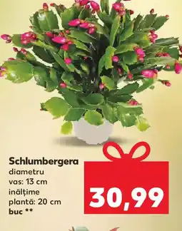 Kaufland Schlumbergera Ofertă