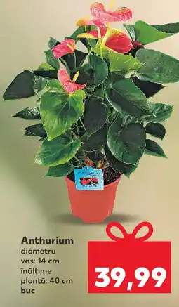 Kaufland Anthurium Ofertă