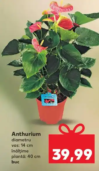 Kaufland Anthurium Ofertă