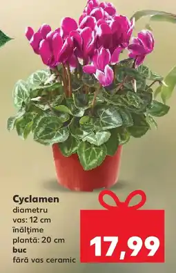 Kaufland Cyclamen Ofertă