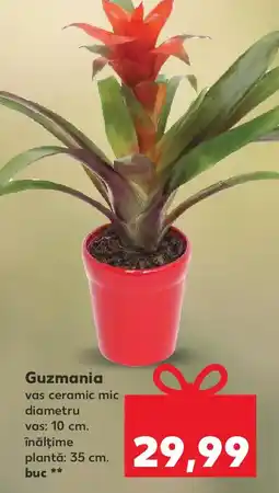 Kaufland Guzmania Ofertă
