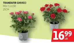 Auchan Trandafir ghiveci Ofertă