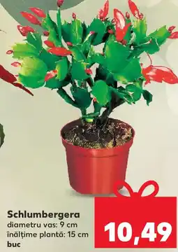 Kaufland Schlumbergera Ofertă