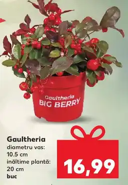 Kaufland Gaultheria Ofertă