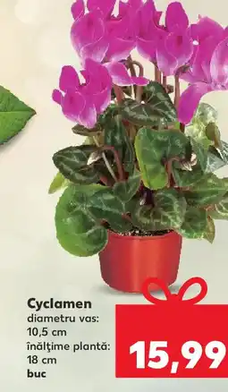 Kaufland Cyclamen Ofertă