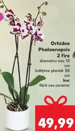 Kaufland Orhidee Phalaenopsis 2 fire Ofertă