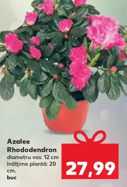 Kaufland Azalee Rhododendron Ofertă