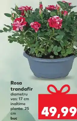 Kaufland Rosa trandafir Ofertă