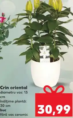 Kaufland Crin oriental Ofertă