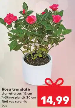 Kaufland Rosa trandafir Ofertă