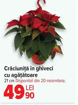 Carrefour Crăciuniţă în ghiveci cu agăţătoare Ofertă