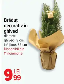 Carrefour Brăduţ decorativ în ghiveci Ofertă