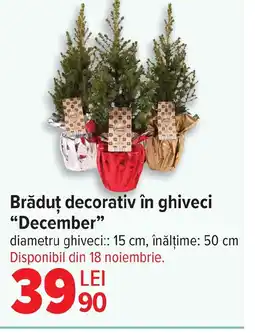 Carrefour Brăduț decorativ în ghiveci "December❞ Ofertă