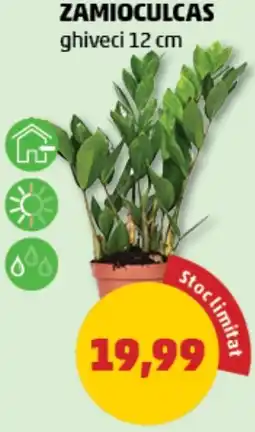 Penny ZAMIOCULCAS ghiveci Ofertă