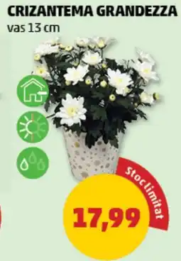 Penny Crizantema grandezza Ofertă