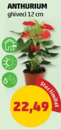 Penny ANTHURIUM ghiveci Ofertă