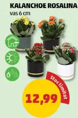 Penny Kalanchoe rosalina Ofertă