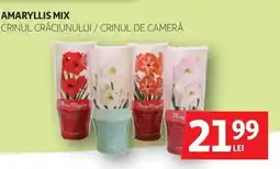 Auchan Amaryllis mix crinul crăciunului / crinul de cameră Ofertă