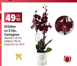 Carrefour Orhidee cu 2 tije, Cartagena Ofertă