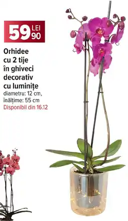 Carrefour Orhidee cu 2 tije în ghiveci decorativ cu luminiţe Ofertă
