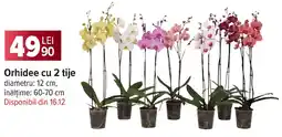 Carrefour Orhidee cu 2 tije Ofertă