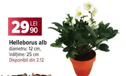Carrefour Helleborus alb Ofertă