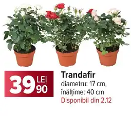 Carrefour Trandafir Ofertă
