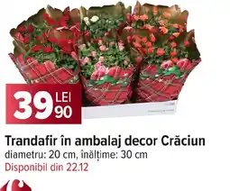Carrefour Trandafir în ambalaj decor Crăciun Ofertă