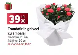 Carrefour Trandafir în ghiveci cu ambalaj Ofertă